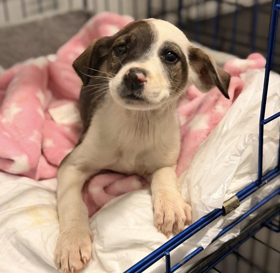 Το κουτάβι θα φιλοξενηθεί στο κτηνιατρείο, μέχρι να αναρρώσει πλήρως.