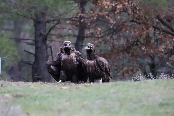 Αισιόδοξα τα δεδομένα για τους Μαυρόγυπες στο Δάσος της Δαδιάς.