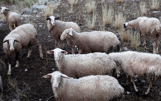 Καμία σιγουριά για την εξέλιξη της ζωονόσου στην Ανατολική Μακεδονία και Θράκη.