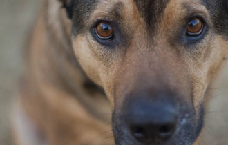 Για ακόμη μία φορά ασυνείδητοι 'σκορπούν' το θάνατο στην Αλεξανδρούπολη.