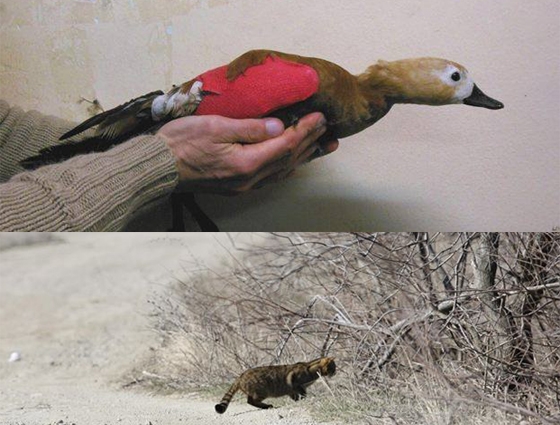 Δύο εικόνες που η μία προκαλεί χαρά και η άλλη θλίψη.