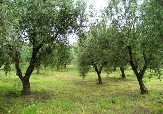 Η επικινδυνότητα του πυρηνοτρίτη για την παραγωγή είναι μεγάλη, όταν η ανθοφορία είναι μέτρια, όπως φέτος στον Έβρο