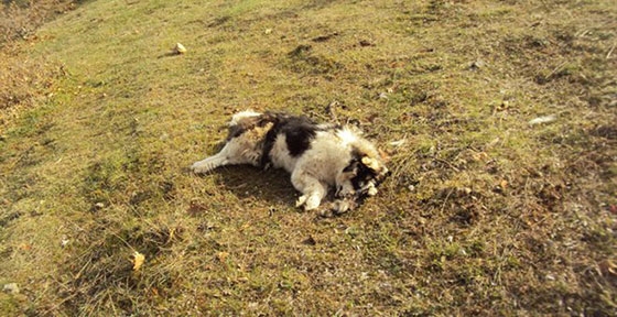 Μαζικές δηλητηριάσεις ζώων σε δασικές περιοχές του Έβρου.