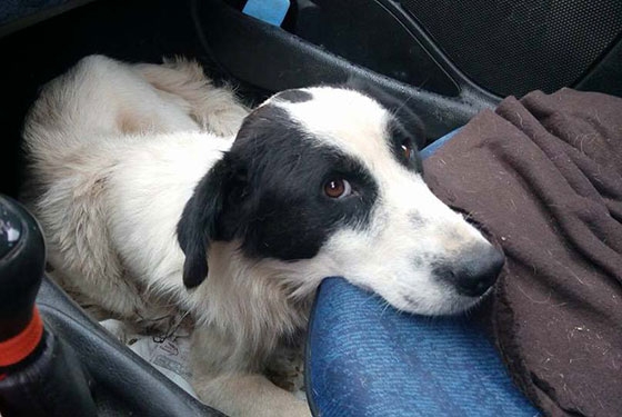 Μαϊστρος Αλεξ/πολης: Συστηματικός βασανισμός σε σκυλίτσα με ατσάλινη θηλιά.