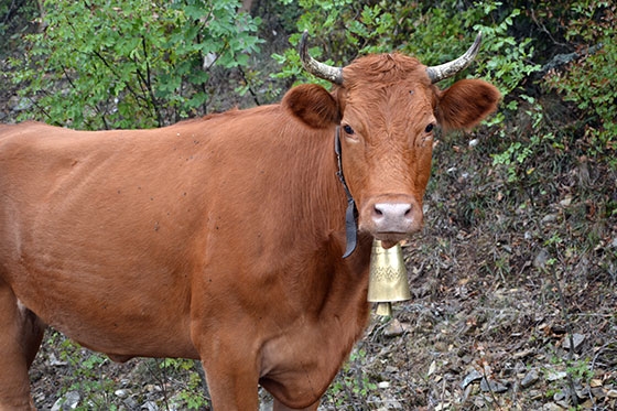 Τεχνικό κλιμάκιο της Ε.Ε. στον Έβρο για την οζώδη δερματίτιδα.