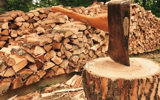 Αυξάνονται τα κρούσματα λαθροϋλοτομίας στον Έβρο.