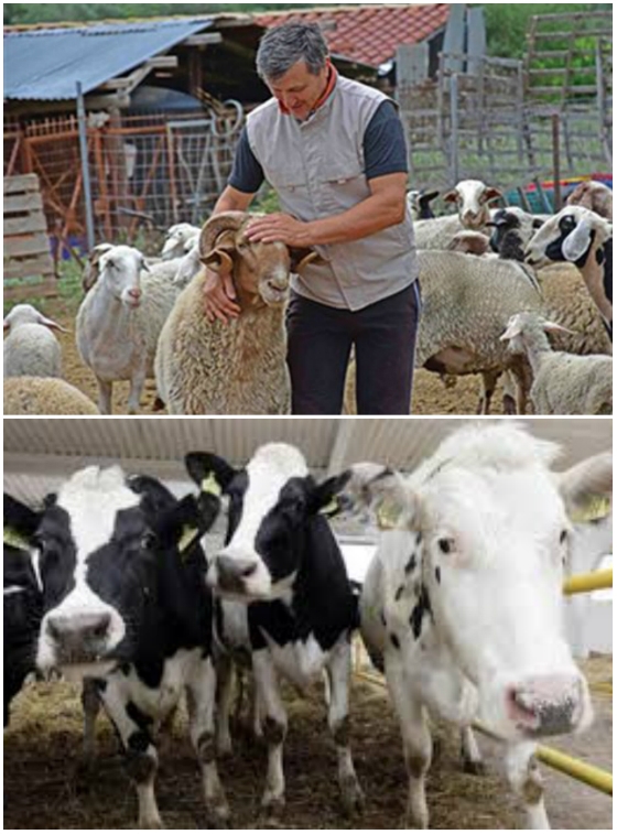 Θέμα χρόνου η πληρωμή συνδεδεμένων στα ζωικά, ορίστηκε το ύψος ενίσχυσης