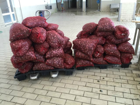 Συλλήψεις για κατοχή – μεταφορά μεγάλης ποσότητας οστράκων με σκοπό την εμπορία τους στην Αλεξανδρούπολη