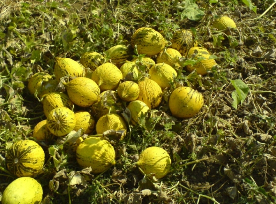 60 τόνοι πεπονιού Τυχερού, σε 15 ημέρες, στην αγορά της Αθήνας 