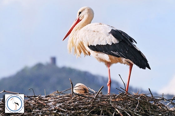 Συνάντηση του Δικτύου των Ευρωπαϊκών χωριών πελαργών - 2ο Φεστιβάλ Πελαργών στον Πόρο
