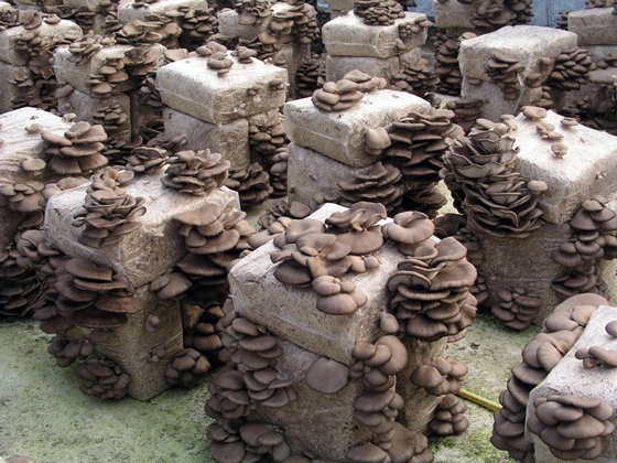 Ευνοϊκό το κλίμα του Έβρου για την καλλιέργεια μανιταριών