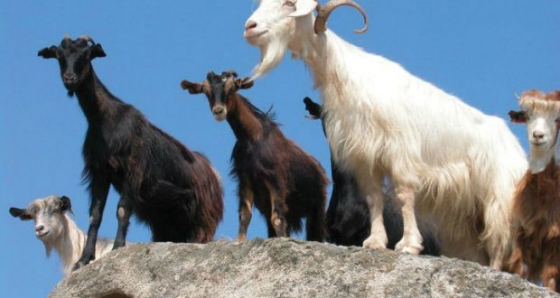 Επικίνδυνη ζωονόσος στα τουρκικά παράλια