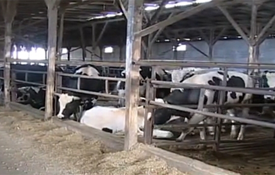 Ξεκινά η κατασκευή του νέου σφαγείου Φερών