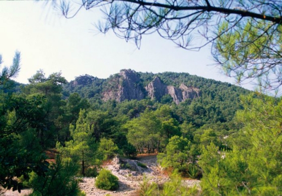 Αναρτήθηκε ο δασικός χάρτης της Αλεξανδρούπολης από την Διεύθυνση Δασών Έβρου