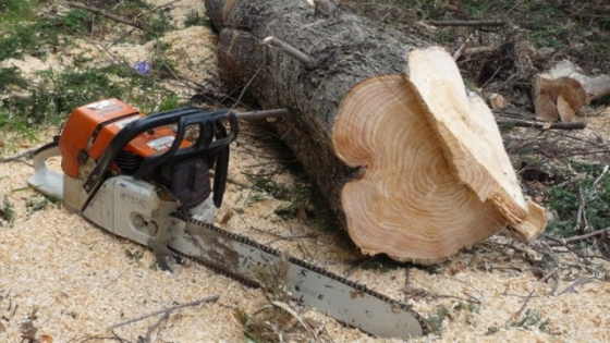 Δασαρχείο Αλεξανδρούπολης: Επιτρέπεται η υλοτόμηση καυσόξυλων έως 2 τόνους