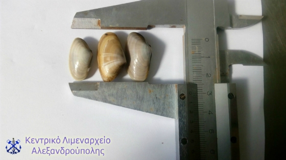 Φωτογραφία αρχείου