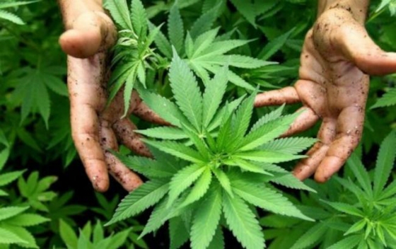 Η ανάπτυξη της κλωστικής κάνναβης στον Έβρο