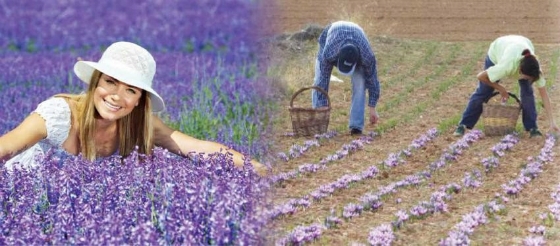 Φέρες: "ΑΡΩΜΑΤΙΚΑ ΦΥΤΑ - Προοπτικές και πλαίσιο ανάπτυξης"