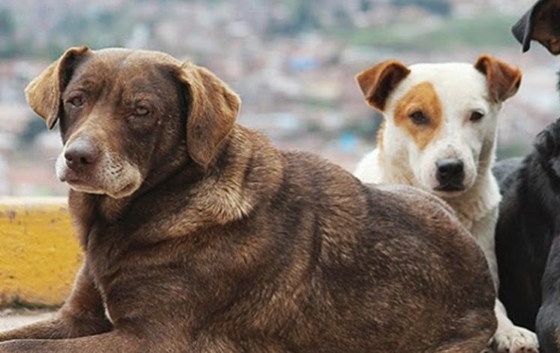Αδέσποτο σκυλί επιτέθηκε σε παιδί στην Μάκρη Αλεξανδρούπολης