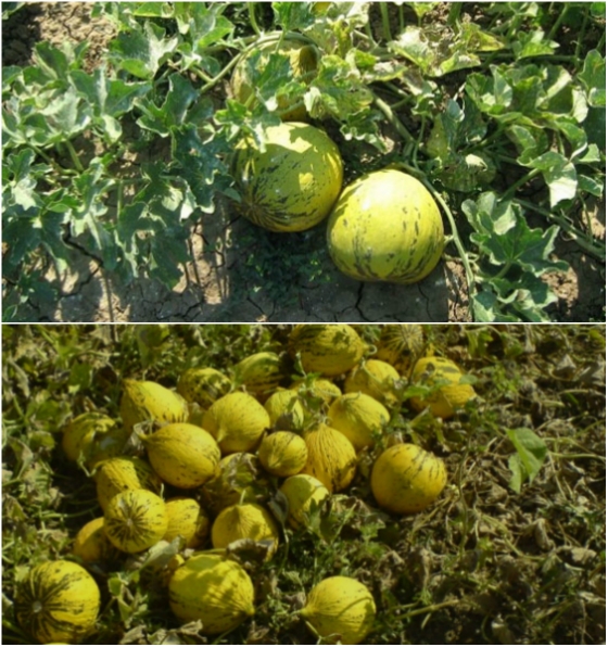 Διπλάσια στρέμματα πεπονιού "χρυσή κεφαλή", Τυχερού, φέτος στον Έβρο