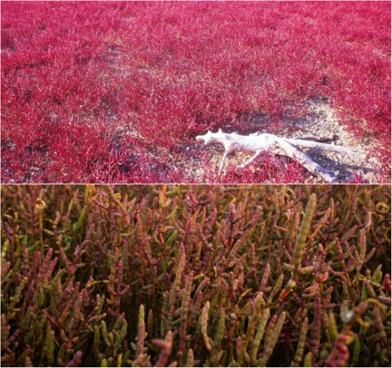 Αφιέρωμα: Το απόκοσμο τοπίο του Έβρου - Όταν οι αρμυρήθρες γίνονται ροζ