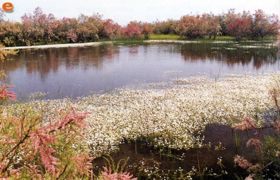 Παρατημένες οι λιμνοθάλασσες στον Έβρο - Πότε επιτέλους θα αξιοποιηθούν; 