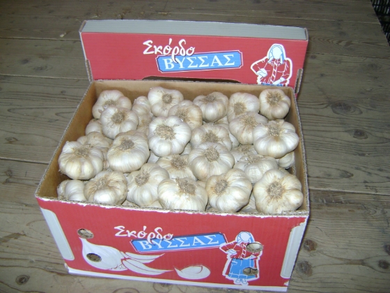 Στα 2,5 ευρώ ξεκίνησαν τα ξερά σκόρδα στον Έβρο