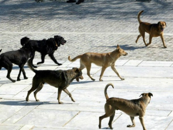 Αγανακτισμένοι δηλώνουν οι κάτοικοι του Διδυμοτείχου, με τις συνεχείς επιθέσεις σκύλων στην πόλη τους
