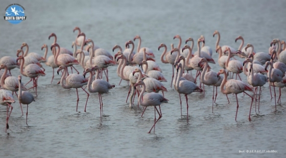 Ποια είναι τελικά τα φλαμίνγκο και τι σχέση έχουν με τον Έβρο;!