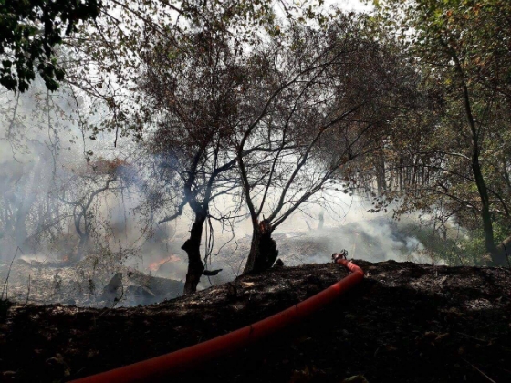 Πυρκαγιά στον πλατανότοπο Μαΐστρου