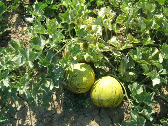 Τεράστια καταστροφή υπέστη η παραγωγή του Εβρίτικου πεπονιού "Χρυσή Κεφαλή"