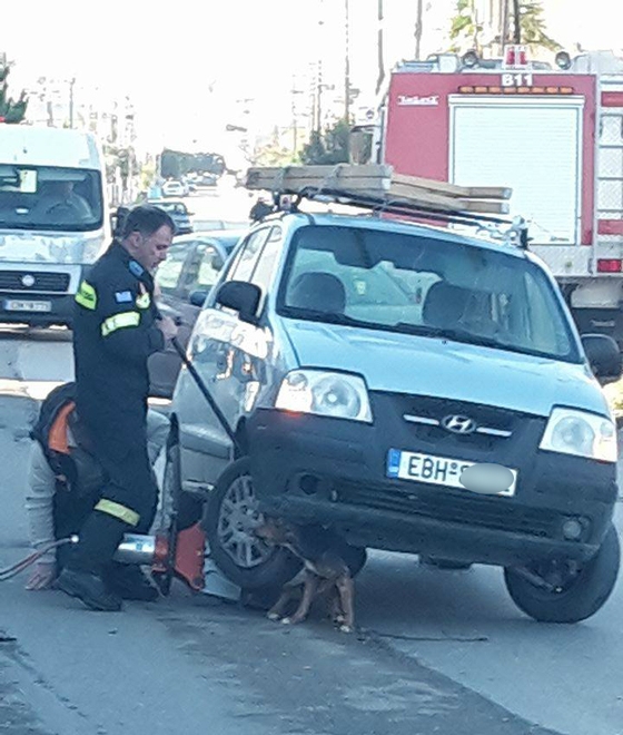 Αλεξανδρούπολη: Πυροσβέστες απεγκλώβισαν σκύλο που είχε "σφηνώσει" κάτω από αυτοκίνητο