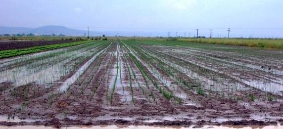 Η κατεστραμένη παραγωγή των αγροτών του Έβρου στο επίκεντρο ευρείας σύσκεψης με καλεσμένο τον Υπουργό