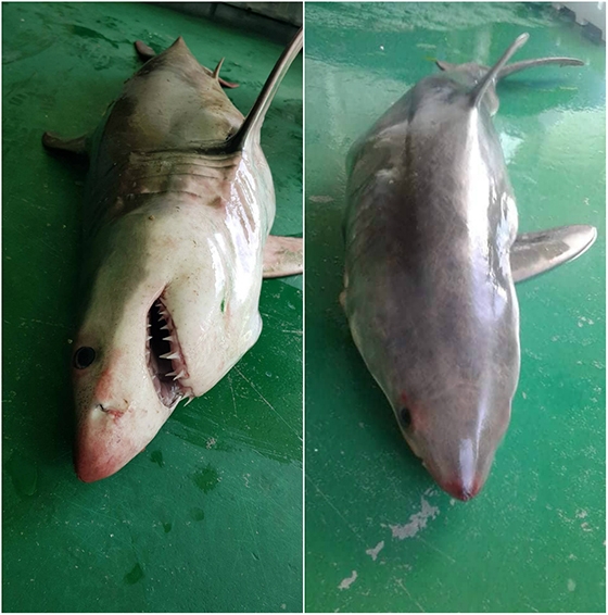 Λευκός καρχαρίας 2 μέτρων στα δίχτυα ψαρά ανάμεσα σε Μαρώνεια – Σαμοθράκη!