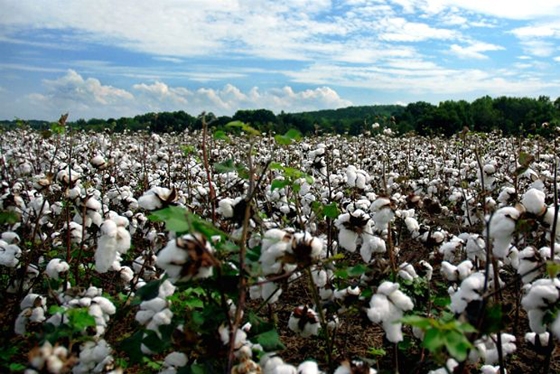 Σε απόγνωση οι αγρότες του Έβρου συγκαλούν συνάντηση με τους αρμόδιους