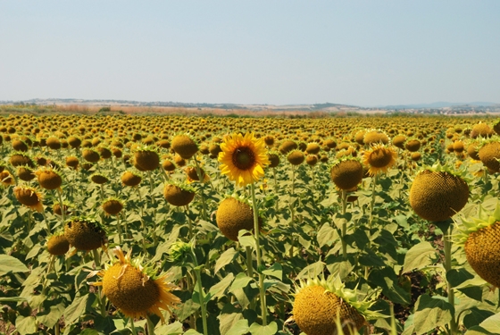 Για την άρδευση 28.000 στρεμμάτων στον Κάμπο Τυχερού μεριμνά η ΠΑΜ-Θ