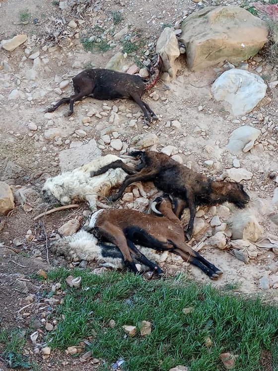 φωτ.: Δημ.Τσουρδής