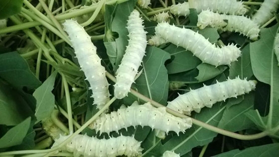 Εξερευνούμε τις πέντε ηλικίες του μεταξοσκώληκα και ξετυλίγουμε το πολύτιμο νήμα στο Μουσείο Μετάξης