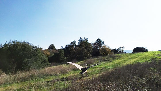 Ένα σπάνιο όρνεο απελευθερώθηκε από το δάσος της Δαδιάς (φωτο)