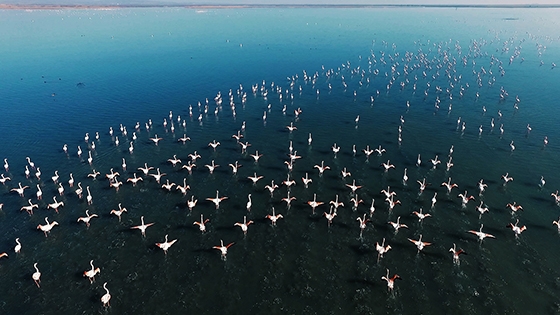 Πετάμε παρέα με τα flamingo στο Δέλτα του Έβρου - Οι εικόνες μαγεύουν (video)