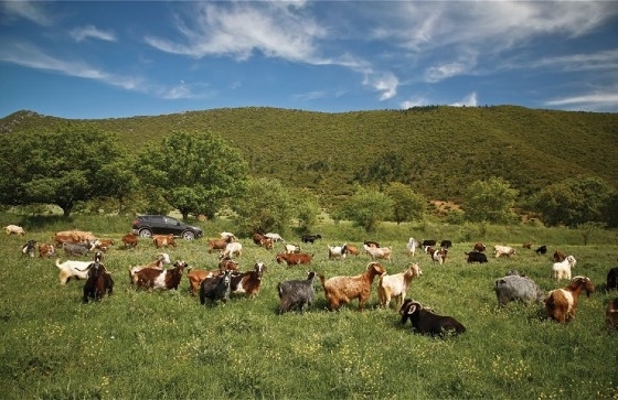 Παίχτηκε βρώμικο παιχνίδι στις πλάτες των κτηνοτρόφων το Πάσχα - Η επιστολή στον Πρωθυπουργό