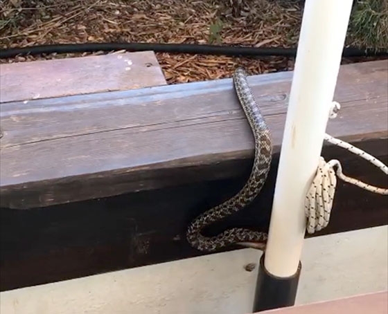 To φίδι τρομοκράτησε τους περαστικούς όπως είναι λογικό
