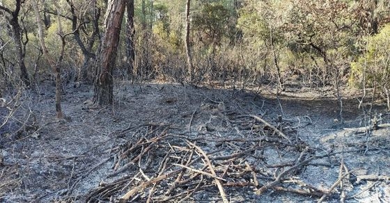 Δύο εστίες φωτιάς εντόπισαν θηροφύλακες στη Μελία κατά την περιπολία τους (φωτο)