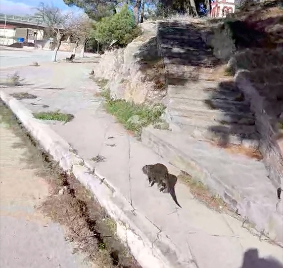 Ο μυοκάστορας εθεάθη από κάτοικο των Φερών στην είσοδο της πόλης