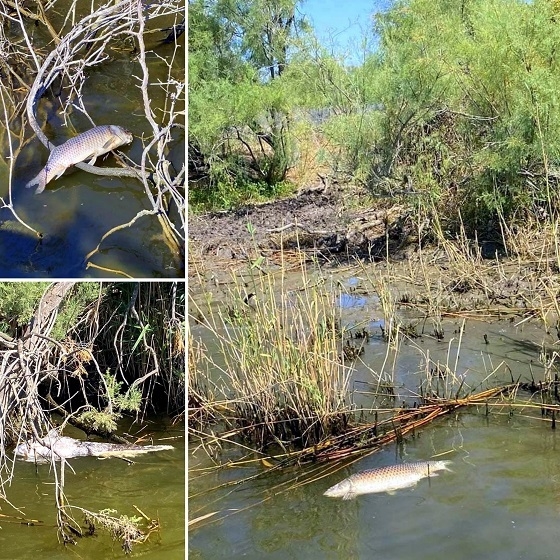 Μάλλον από έλλειψη οξυγόνου τα νεκρά ψάρια στο Δέλτα του Έβρου.