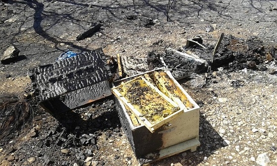 Το "κάπνισμα" μελισσιών, αιτία για την πυρκαγιά στην Κυριακή Σουφλίου.