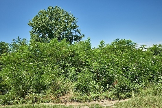 Ο εισβολέας εξ Αμερικής που απειλεί Νέστο και Έβρο.