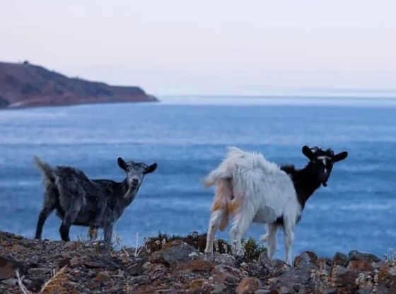 Σήμα κατατεθέν της Σαμοθράκης το κατσικάκι.