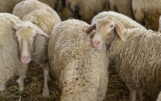 Εξακολουθεί να ταλαιπωρεί τους κτηνοτρόφους της Ανατολικής Μακεδονίας και Θράκης η ευλογιά των αιγοπροβάτων.