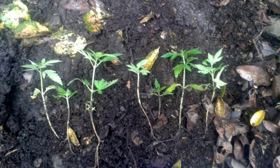 Σαμοθράκη: Εντοπίστηκε οργανωμένη φυτεία δενδρυλλίων κάνναβης